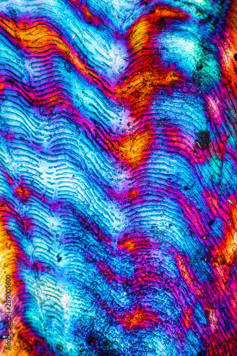 Abstract micrograph of a fish scale from a yellowfin tuna.
