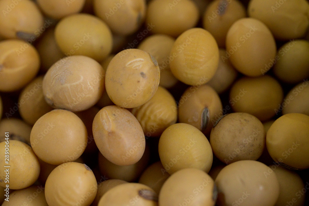 Soybean seeds are placed in the background in the top view. Soybean seeds are placed in the background in the top view.