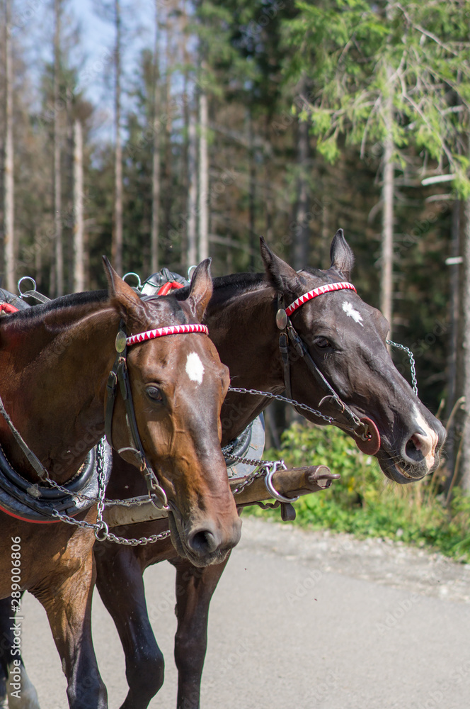 Portrait of two horses. Two brown horses are harnessed to a cart. Photo of two horses on a background of the forest. Portrait of two horses. Two brown horses are harnessed to a cart. Photo of two horses on a background of the forest.