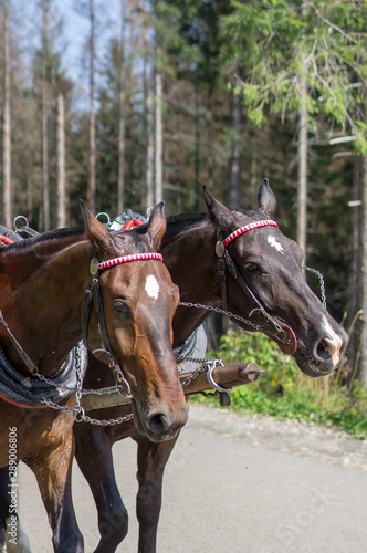 Portrait of two horses. Two brown horses are harnessed to a cart. Photo of two horses on a background of the forest.