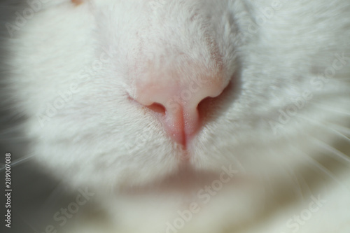 cat pink nose macro photo