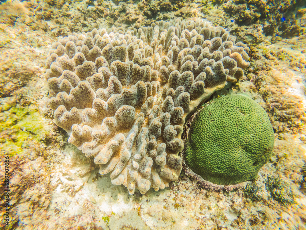 Naklejka premium Photo of a tropical Fish on a coral reef