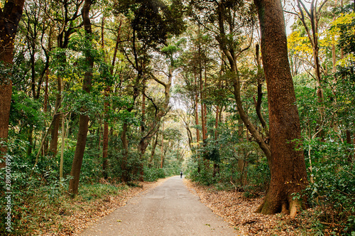 Small road in lush green forest at Meiji Jingu Shrine park- Tokyo green space