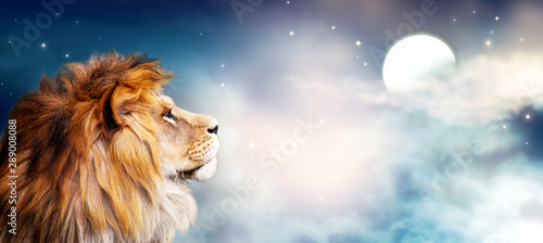 African lion and moon night in Africa. Savannah moonlight landscape, king of animals. Portrait of proud dreaming fantasy leo in savanna looking forward on stars. Majestic dramatic starry sky banner.