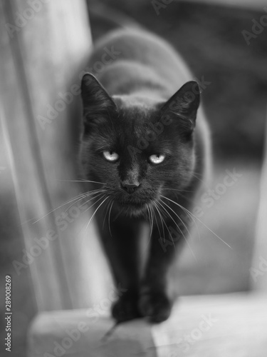 Black cat