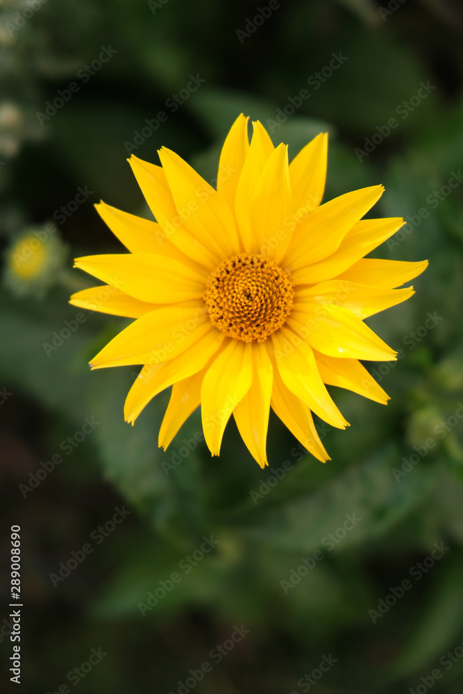 flowers on blurred background with sunlight at sunset flowers on blurred background with sunlight at sunset