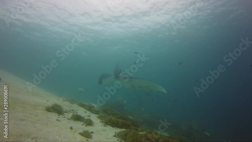 Wallpaper Mural Huge manta ray swims close whilst getting cleaned. Torontodigital.ca