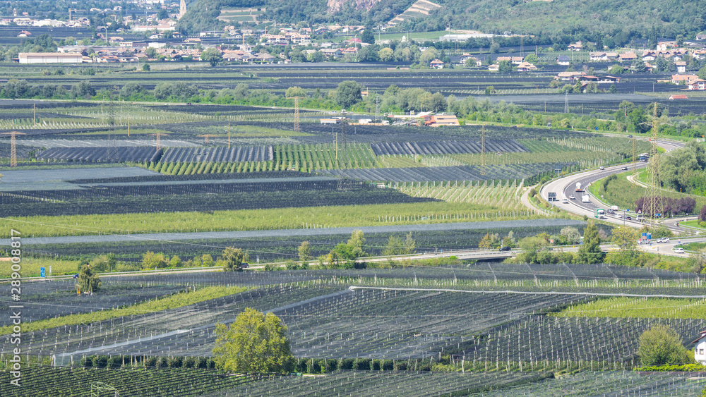 Landscape of fruit of apple and vine plantations in Trentino Alto Adige, North Italy. Green landscape. Natural contest. Intensive cultivations and plantations Landscape of fruit of apple and vine plantations in Trentino Alto Adige, North Italy. Green landscape. Natural contest. Intensive cultivations and plantations