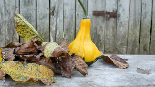 Close up of a two yellow-green zucchini with leafs photo