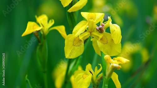 Yellow Flag - LIRIO AMARILLO (Iris xiphioides), Liendo, Cantabria, Spain, Europe photo