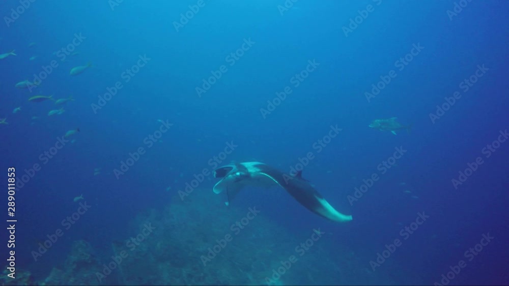 Beautiful manta ray with the sun rays kissing it as it swims passed and away along coral ridge Beautiful manta ray with the sun rays kissing it as it swims passed and away along coral ridge
