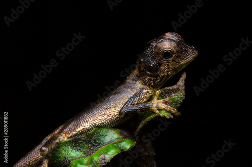 Dark Lizard photo