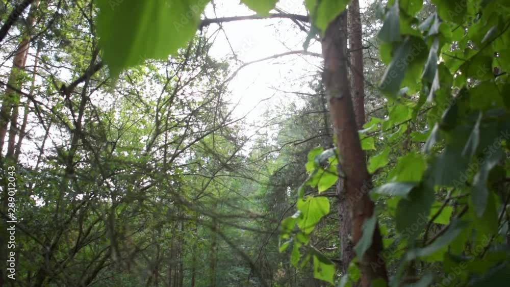 Captured beautiful sunlight through the leaves in the forest. Autumn in Germany.