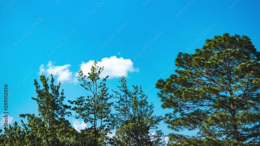 A clear sky time lapse in the forest. A clear sky time lapse in the forest.