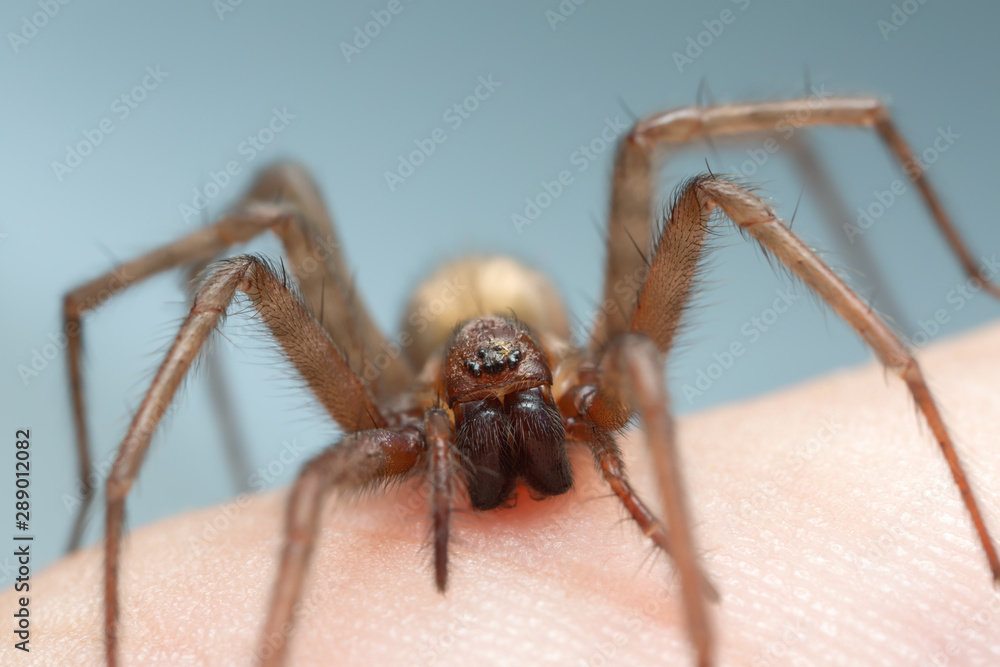 Barn funnel weaver, Tegenaria domestica spider on human skin, this spider can often be found in human homes Barn funnel weaver, Tegenaria domestica spider on human skin, this spider can often be found in human homes