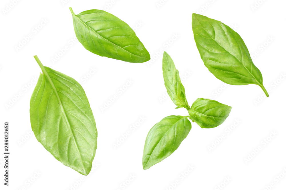 Basil leaves isolated on white background. Top view. Flat lay Basil leaves isolated on white background. Top view. Flat lay