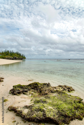ニューカレドニア ロイヤルティ諸島 マレ島 エニビーチの珊瑚