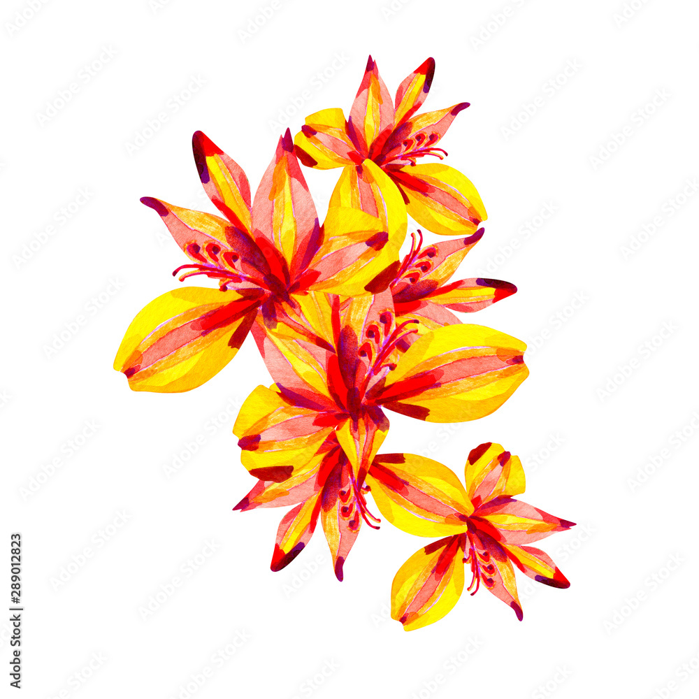 Fototapeta premium Watercolor Alstroemeria flowers isolated on white