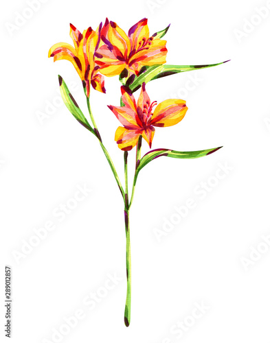 bush of yellow Astromeria, isolated on white background, beautiful watercolor flower.
