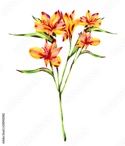 Alstroemeria watercolor bunch, isolated on white background, beautiful yellow flower.