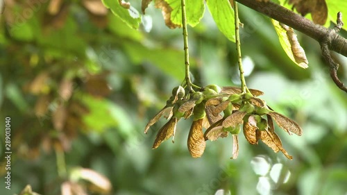 Steady, medium close up shot of sycamore helicopter seeds hanging from vine. photo