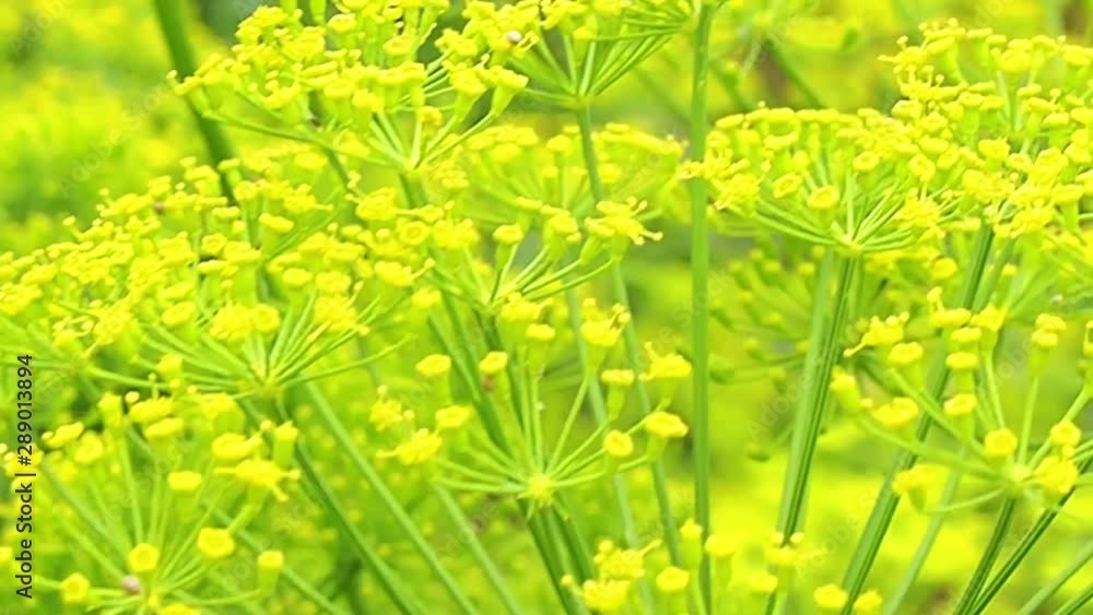 Dill inflorescence closeup. close-up. blooming dill in the summer, spring in the garden. Dill inflorescence closeup. close-up. blooming dill in the summer, spring in the garden.