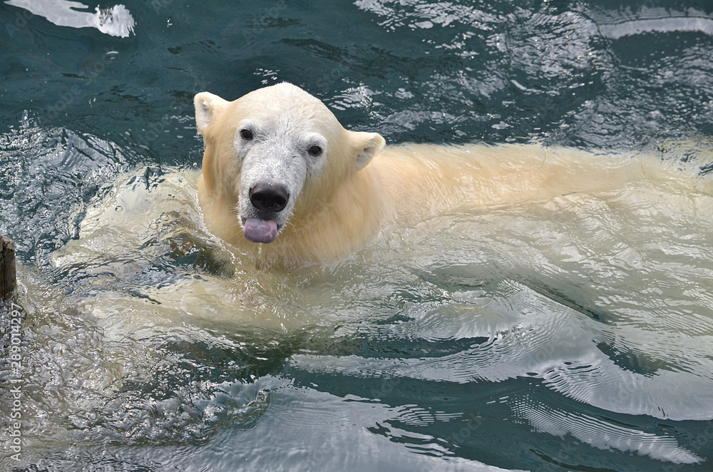 polar bear in the water