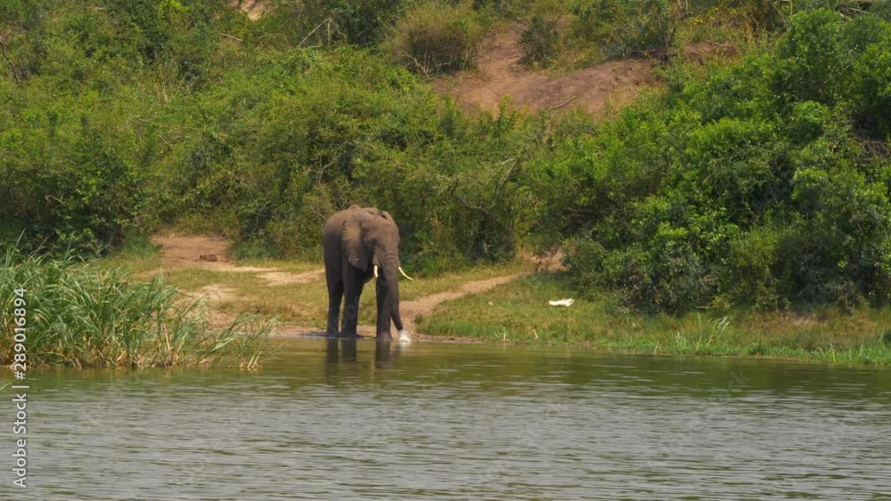 Elephants along the Kazinga Channel, Uganda Elephants along the Kazinga Channel, Uganda