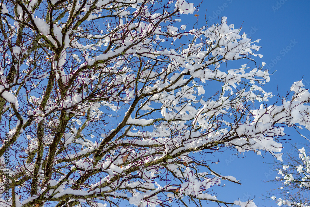 snow covered tree against a blue sky