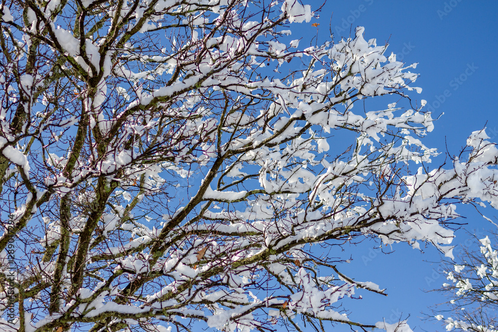 snow covered tree against a blue sky snow covered tree against a blue sky