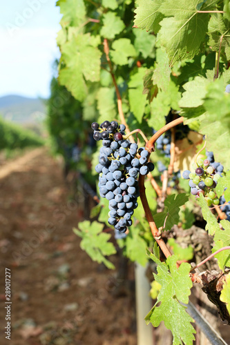 Vista delle vigne e dell'uva matura in Toscana, Italia