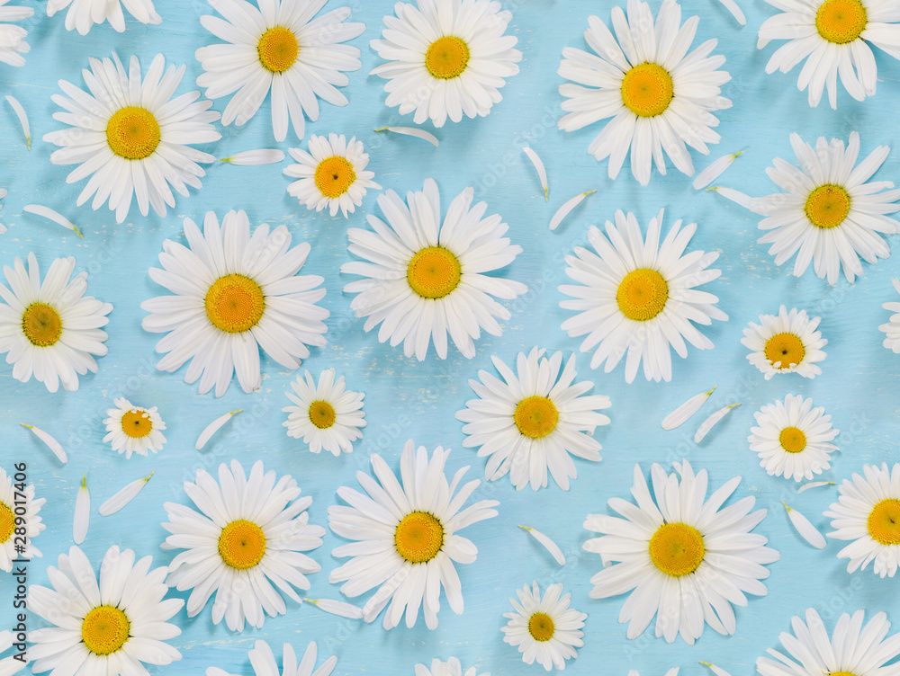 Seamless pattern with chamomile flowers on light blue background. Seamless pattern with chamomile flowers on light blue background.