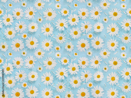 Seamless pattern with chamomile flowers on light blue background.