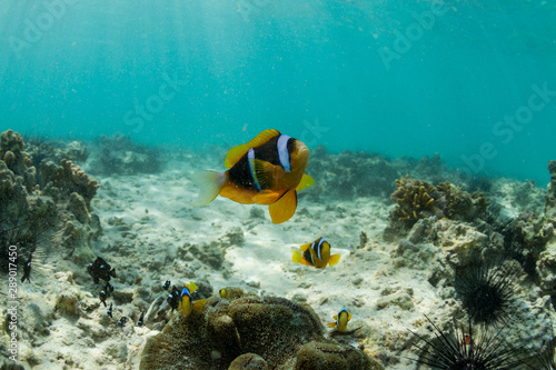 clown fish on a tropical reef in the ocean