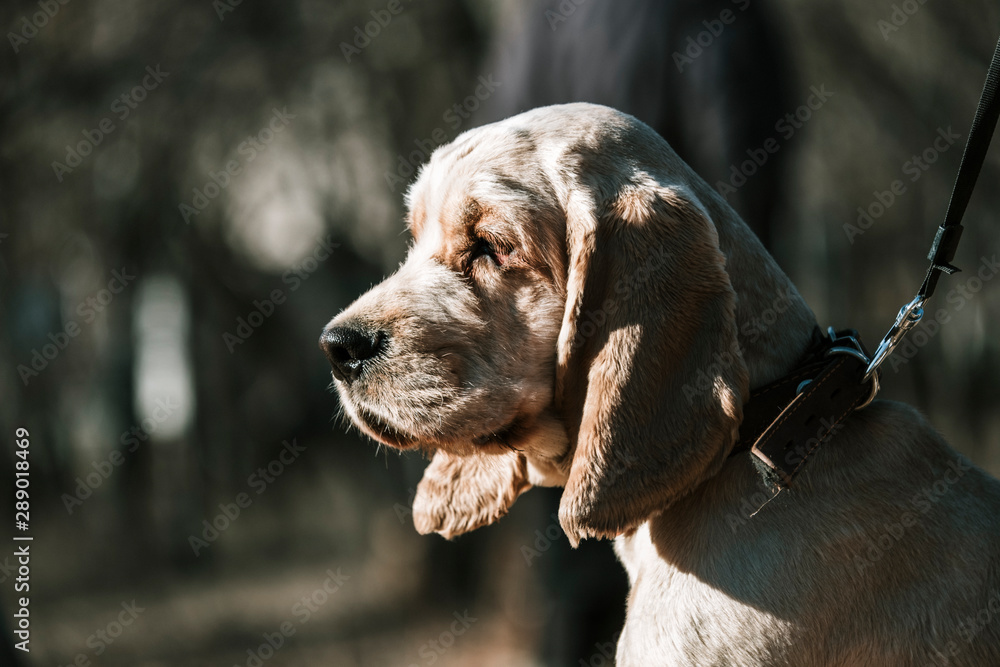 A close-up portrait of a cocker spaniel walking outdoors in a park.