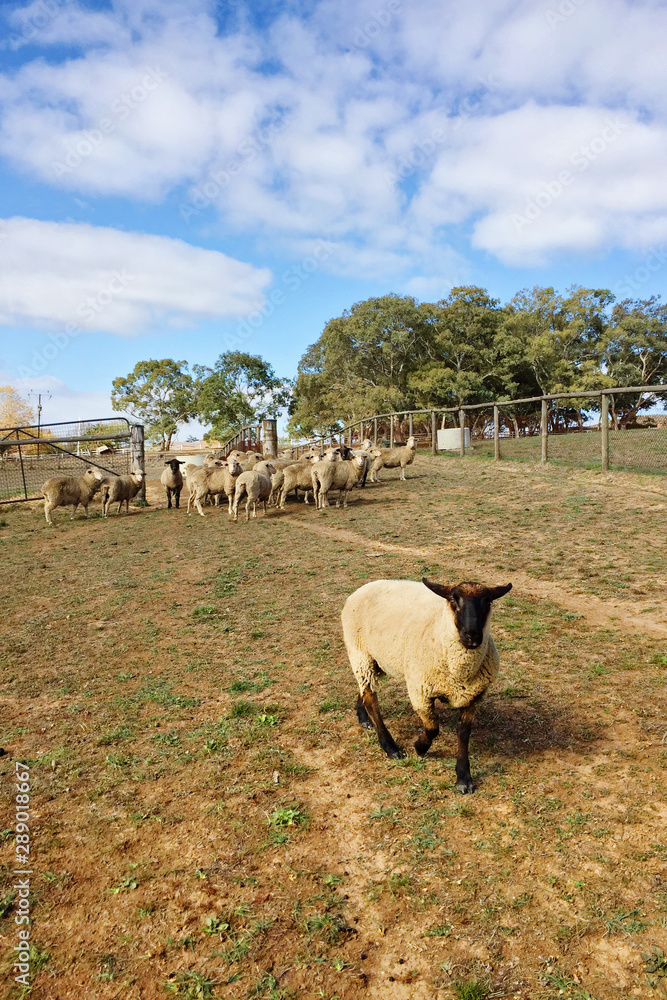 Obraz premium sheep on farm