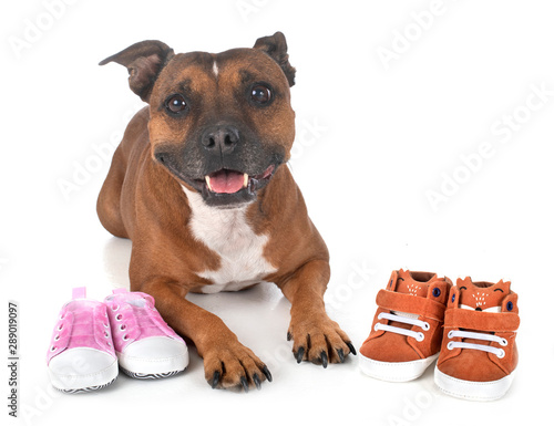 dog and baby slippers