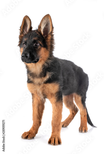 puppy german shepherd