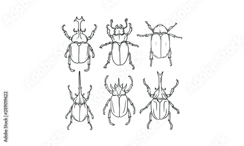set of Beetle hand drawn sketch vector, Different beetles illustration on isolated background.