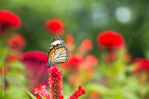 Yellow butterfly fly in morning nature. Butterfly (Common Tiger) and flower