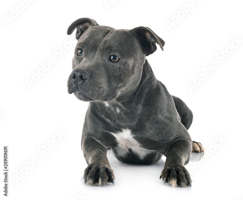Φωτογραφία staffordshire bull terrier