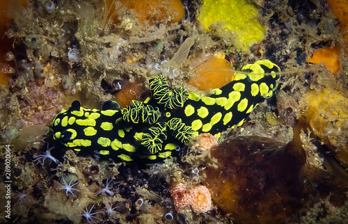 Nudibranch, a shell-less marine animal. These nudibranch have black body, mixed with yellow. © Jack