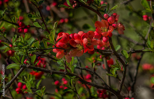 Flowering quince (Chaenomeles japonica)