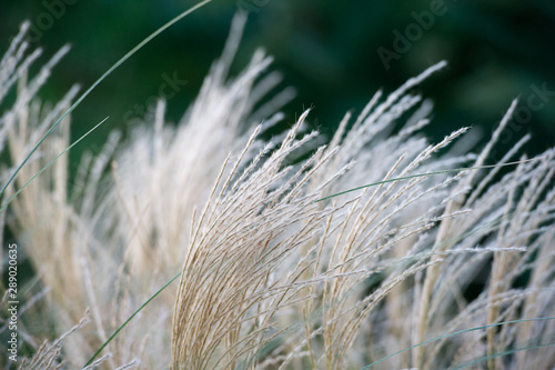 Pennisetun hameln in garrden. Ornamental grass. Herbs for landscape design. Eared plants in flowerbeds and natural appearance.