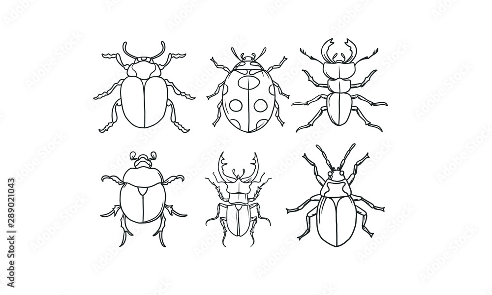 set of Beetle hand drawn sketch vector, Different beetles illustration on isolated background.