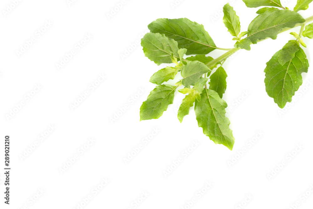 Natural holy basil leaves for spicy food, Isolated on white. Natural holy basil leaves for spicy food, Isolated on white.