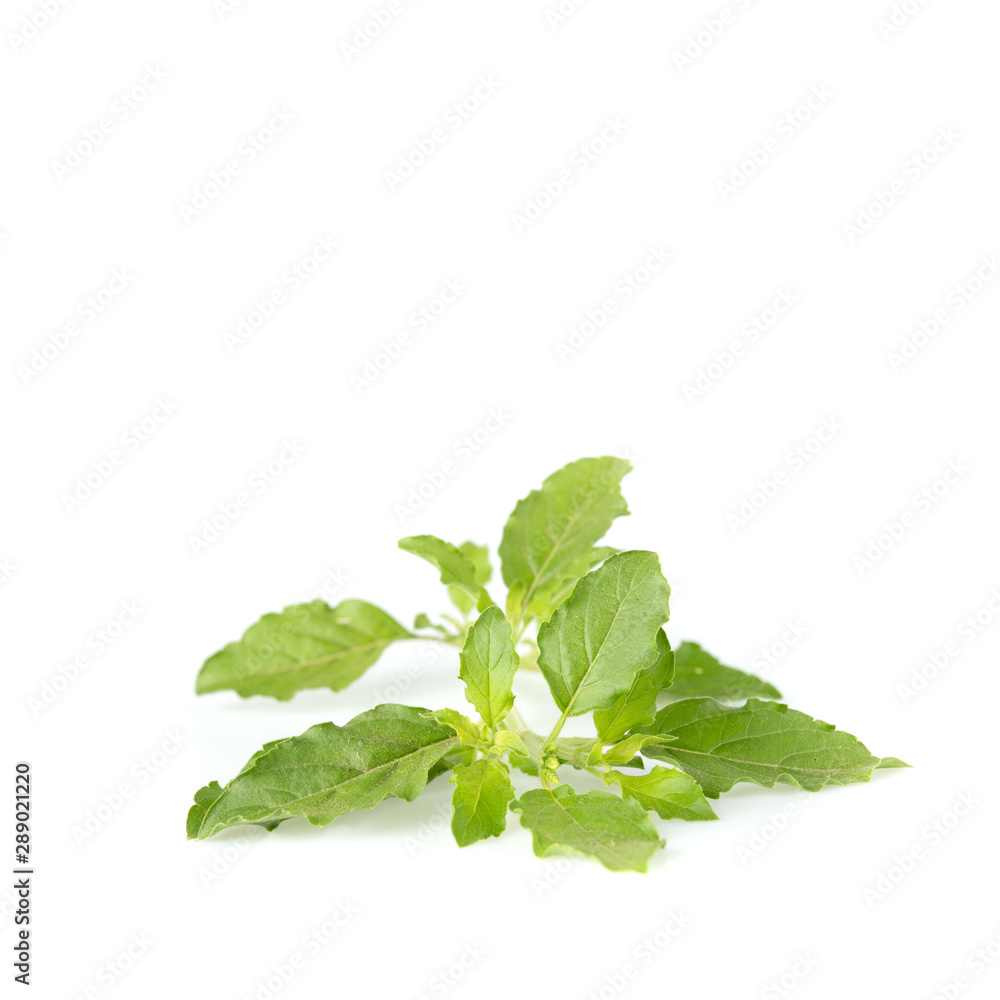 Natural holy basil leaves for spicy food, Isolated on white. Natural holy basil leaves for spicy food, Isolated on white.