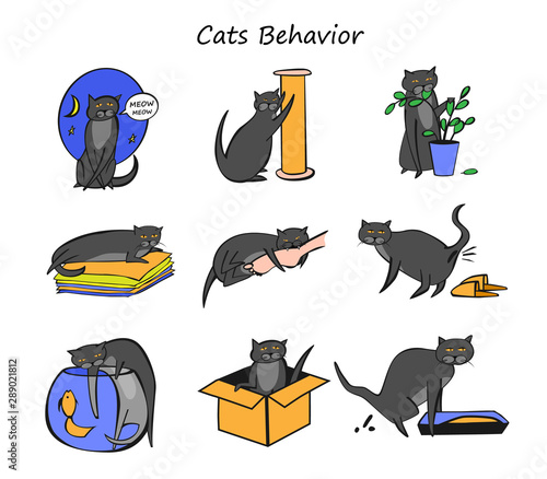 Cat Behavior Set