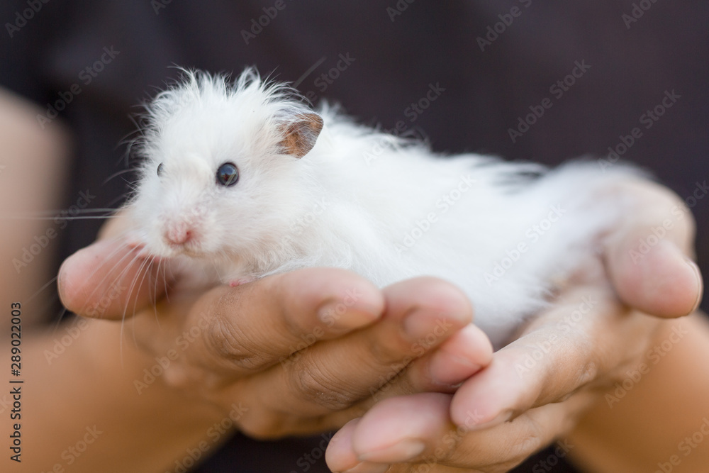 Cute white hamster sits on the hands of a man. The concept of caring for hamsters, pets. Close-up image.