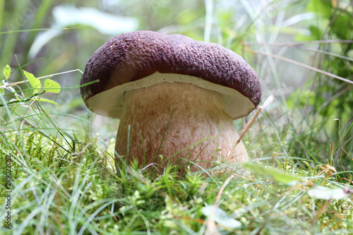 Close-up shot of pine bolete mushroom situated in forest moss photo